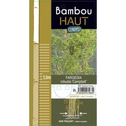 FARGESIA robusta 'Campbell'...