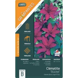 CLEMATIS 'Ruutel' TUT 40/60...