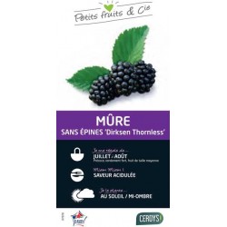 MURIER 'Dirksen Thornless' C3L