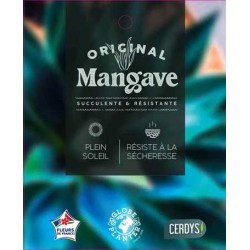 AGAVE Mangave® 'Lavender...