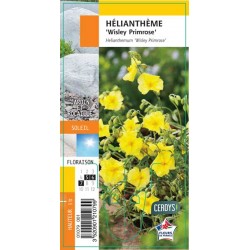 HELIANTHEMUM 'Wisley...