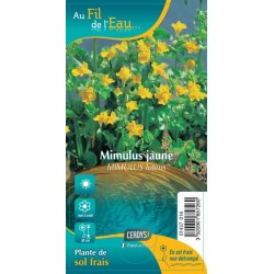 MIMULUS luteus jaune G9