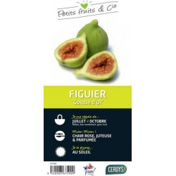 FIGUIER 'Goutte d'Or de...