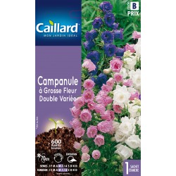 Graines Campanule À Grosse...