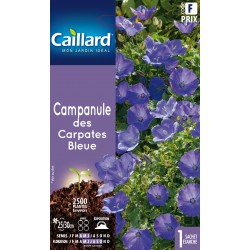 Graines Campanule Des...