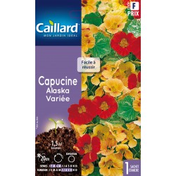 Graines Capucine Alaska...
