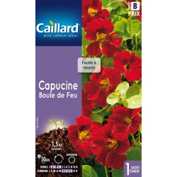 Graines Capucine Boule De...