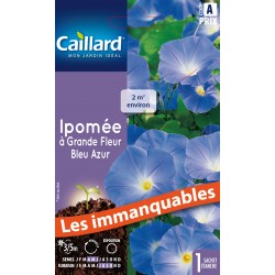 Graines Ipomee À Grande...