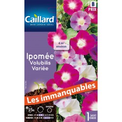 Graines Ipomee Volubilis...