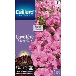 Graines Lavatere Silver Cup...