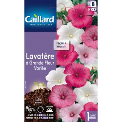 Graines Lavatere À Grande...