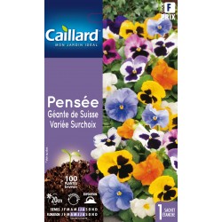 Graines Pensee Geante De...