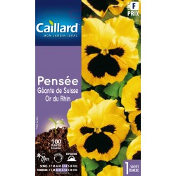 Graines Pensee Geante De...