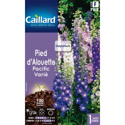 Graines Pied D'Alouette...