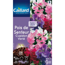 Graines Pois De Senteur...