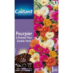 Graines Pourpier À Grande...