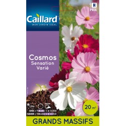 Graines Cosmos Sensation...