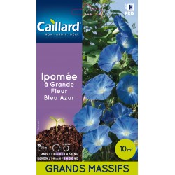 Graines Ipomee À Grande...