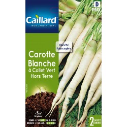 Graines Carotte Blanche À...
