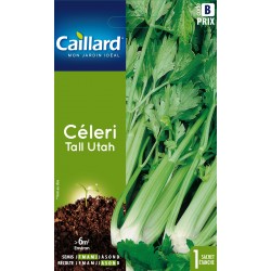 Graines Celeri Tall Utah...