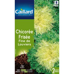 Graines Chicoree Frisee...