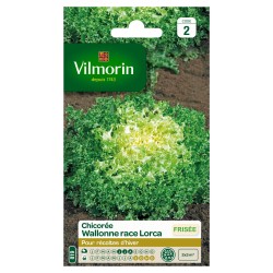VILMORIN CHICORÉE WALLONNE...