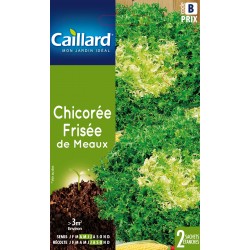 Graines Chicoree Frisee De...