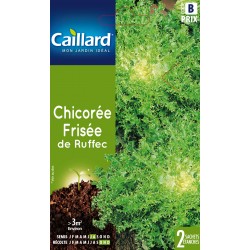 Graines Chicoree Frisee De...