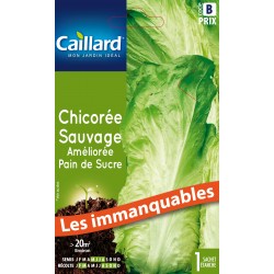 Graines Chicoree Sauvage...
