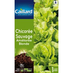 Graines Chicoree Sauvage...