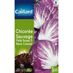 Graines Chicoree Sauvage...