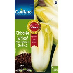 Graines Chicoree Witloof...