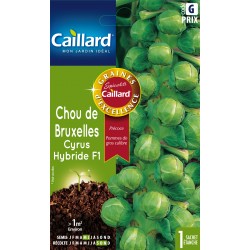 Graines Chou De Bruxelles...