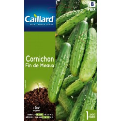 Graines Cornichon Fin De...