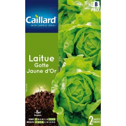 Graines Laitue Gotte Jaune...