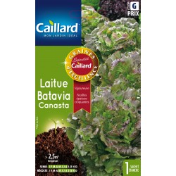 Graines Salade Laitue...