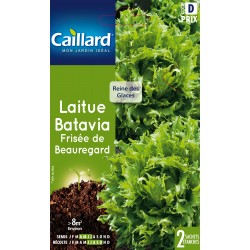 Graines Laitue Batavia...