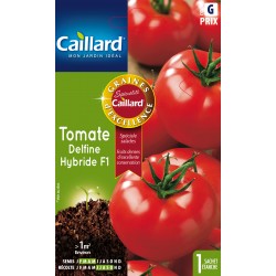 Graines Tomate Delfine F1...