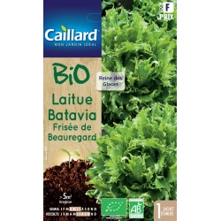 Graines Laitue Batavia...