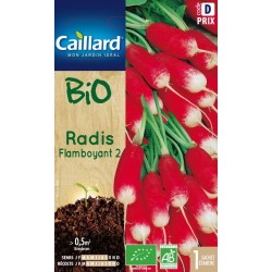 Graines Radis Flamboyant 2...