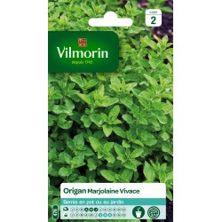 ORIGAN marjolaine vivace...