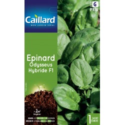Graines Epinard Odysseus F1...