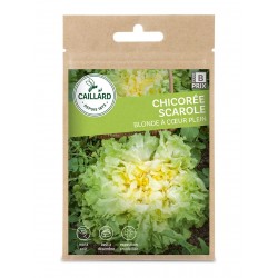 Graines Chicoree Scarole...