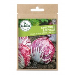 Graines Chicoree Sauvage...