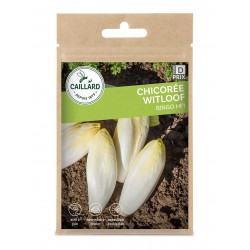 Graines Chicoree Witloof...