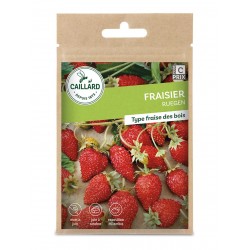Graines Fraisier Ruegen...