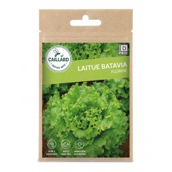 Graines Laitue Batavia...