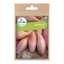 Graines Echalion Zebrune...