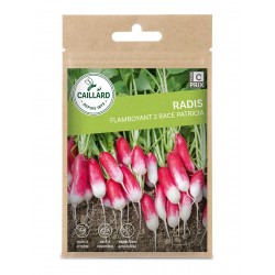 Graines Radis Flamboyant 2...