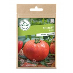 Graines Tomate Russe -CAILLARD